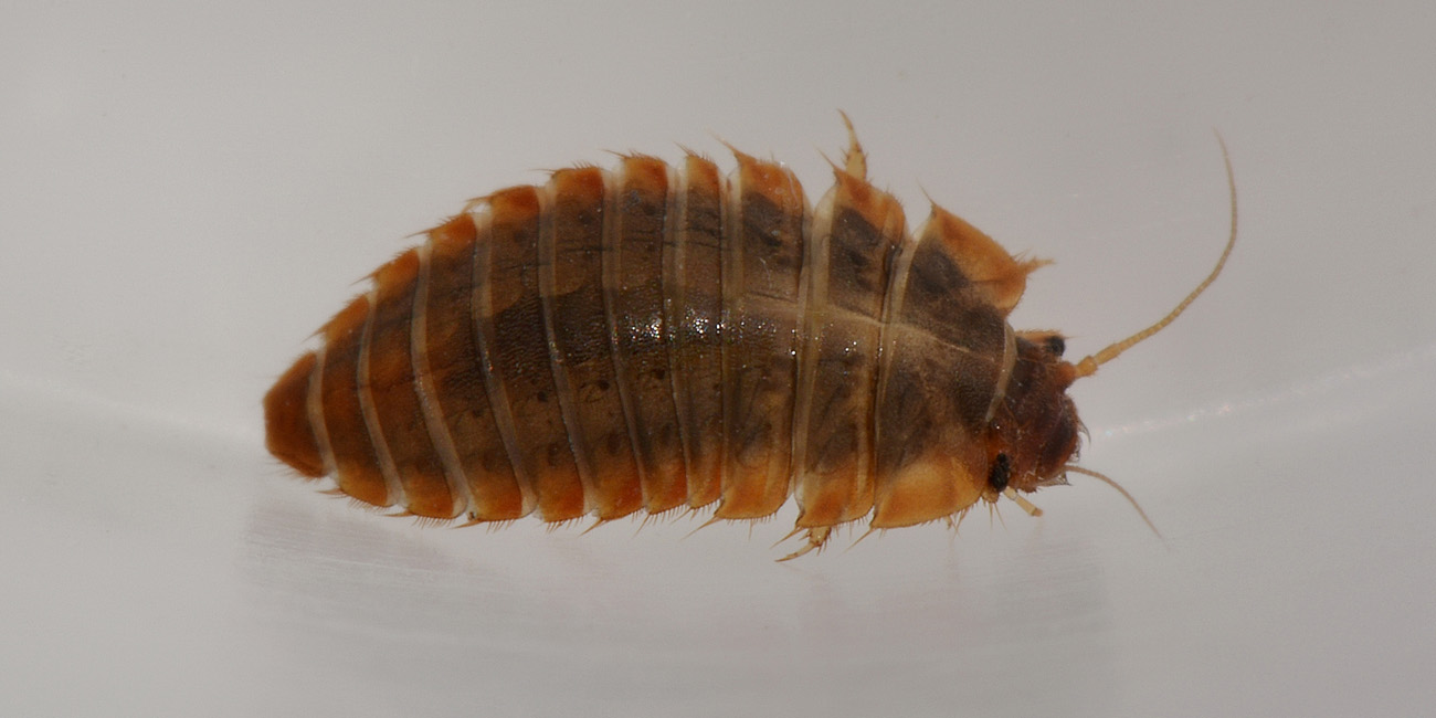 Larva di Scirtidae